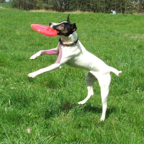 cómo jugar al frisbee con tu perro