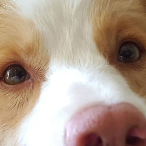 por qué tu perro te mira a los ojos