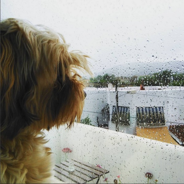 juegos de perros en días de lluvia