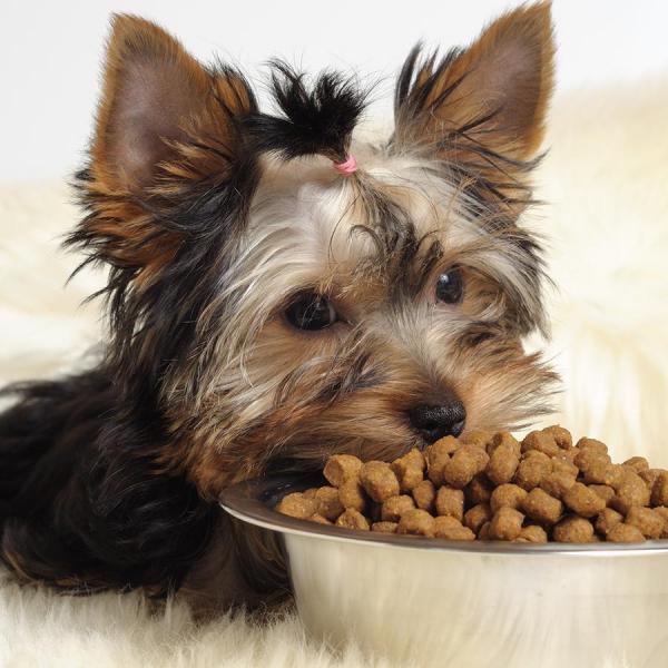 perro no debe comer cereales