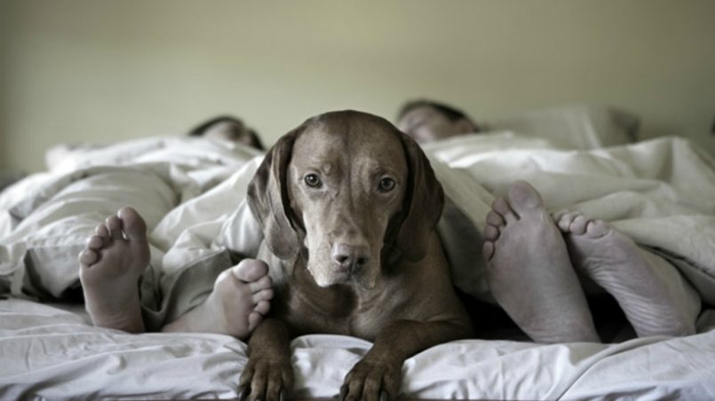 compartir cama con perro