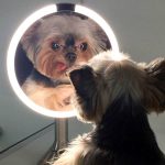 perros y espejos