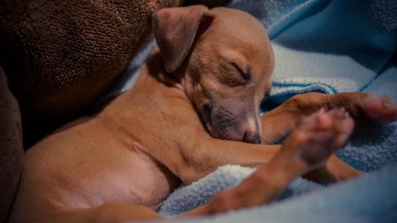 Amante abeja brazo Cómo educar a un cachorro a dormir por las noches - Cómo educar a un  cachorro