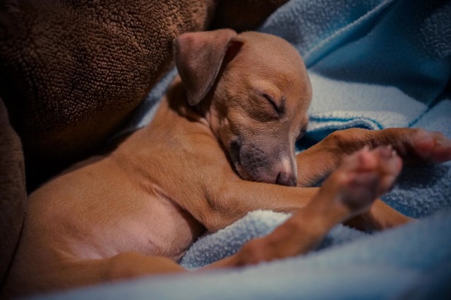 mayor asiático Arado Cómo educar a un cachorro a dormir por las noches - Cómo educar a un  cachorro
