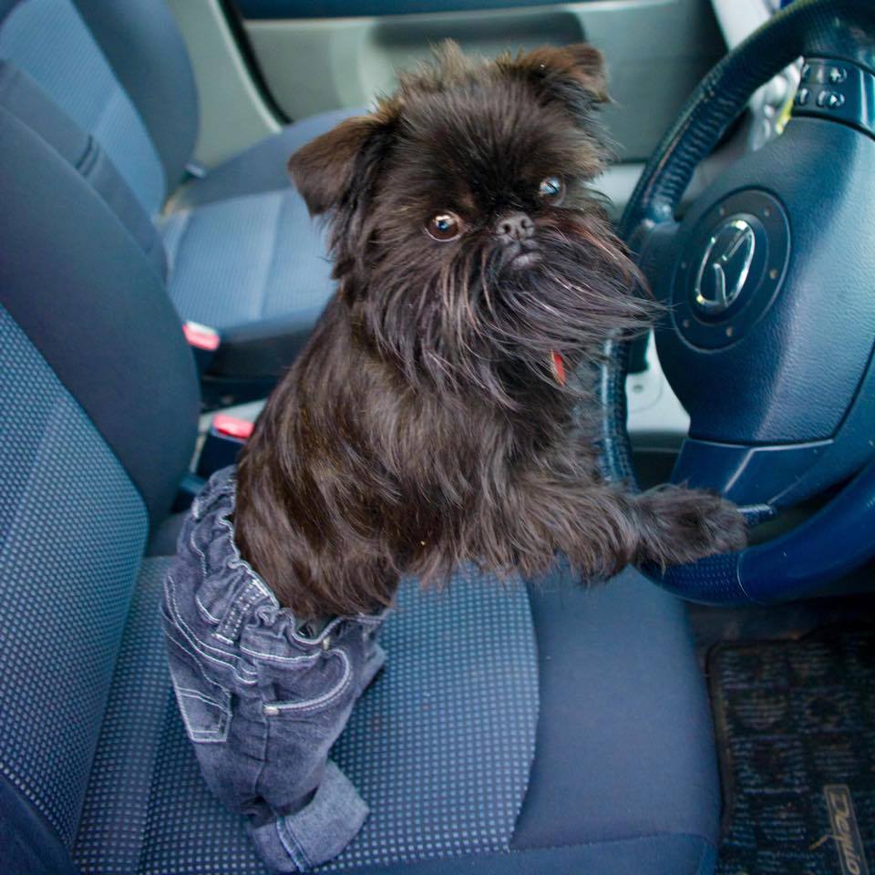 viajar en coche con el perro