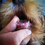 caída de dientes del cachorro