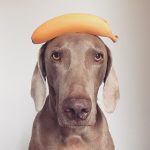 10 alimentos que previenen el cáncer en perros
