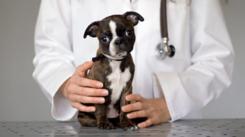 cachorro en el veterinario - Visitas periódicas al veterinario