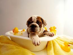 bañar a un cachorro