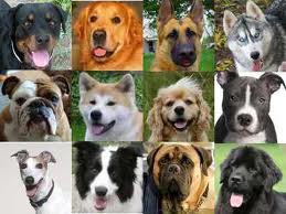 Las diferencias entre razas de perros - educar un cachorro