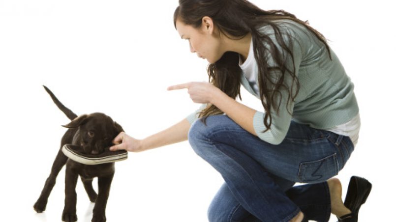 Educar a tu perro: ¿Castigo o refuerzo negativo?