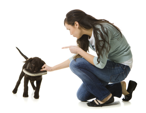 castigar un cachorro - Cómo educar a un cachorro