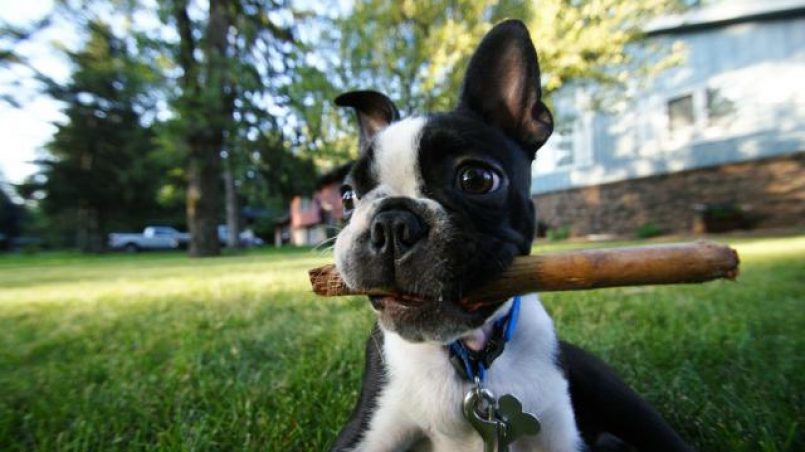 cachorro con palo de madera