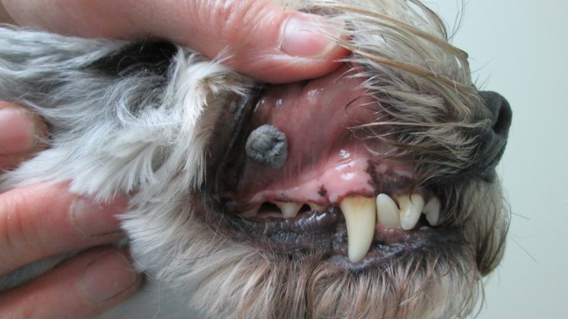 Papilomatosis bucal en perros tratamiento
