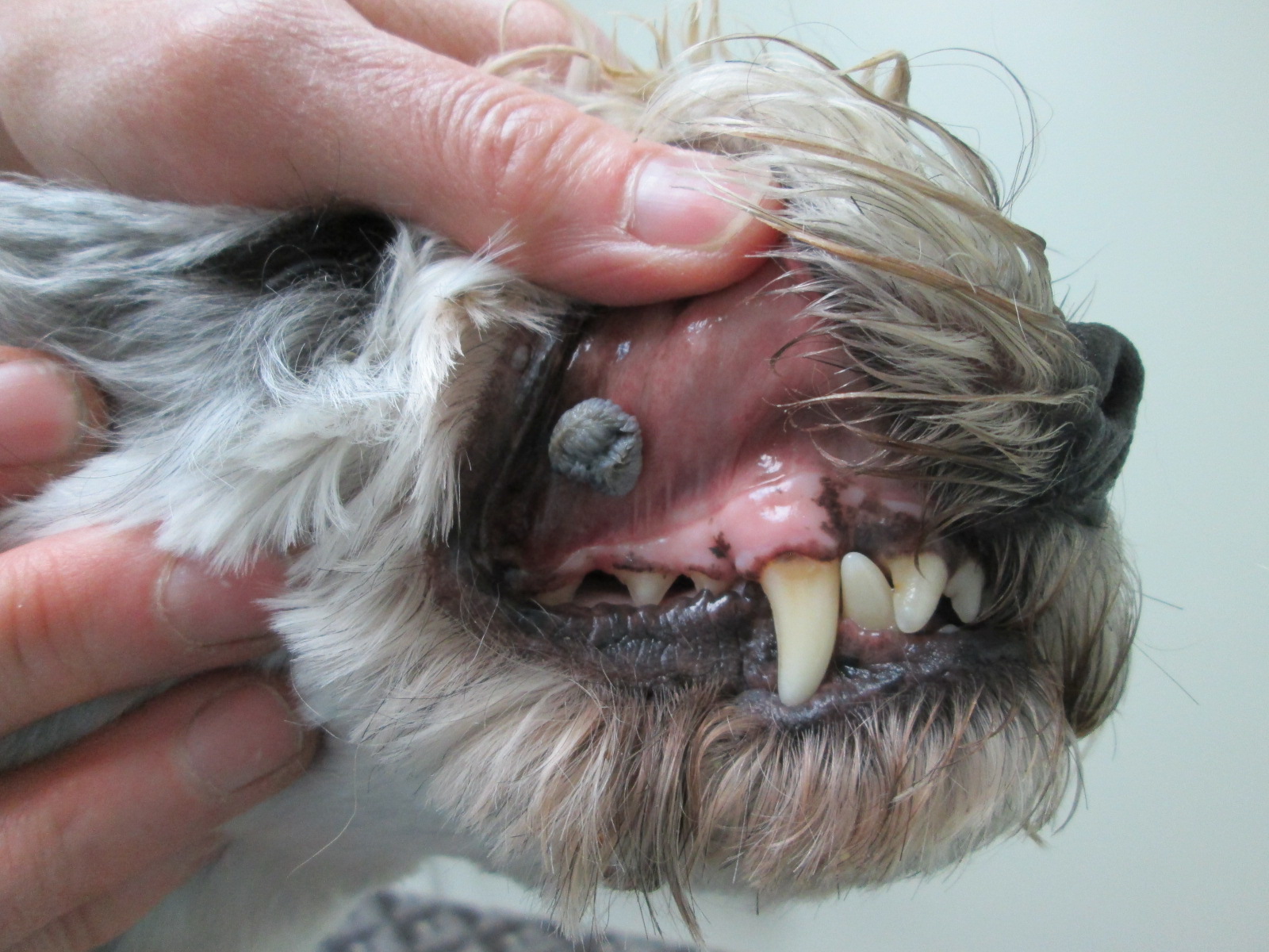 Verrugas en perros: cuándo preocuparse - Cómo educar a un cachorro