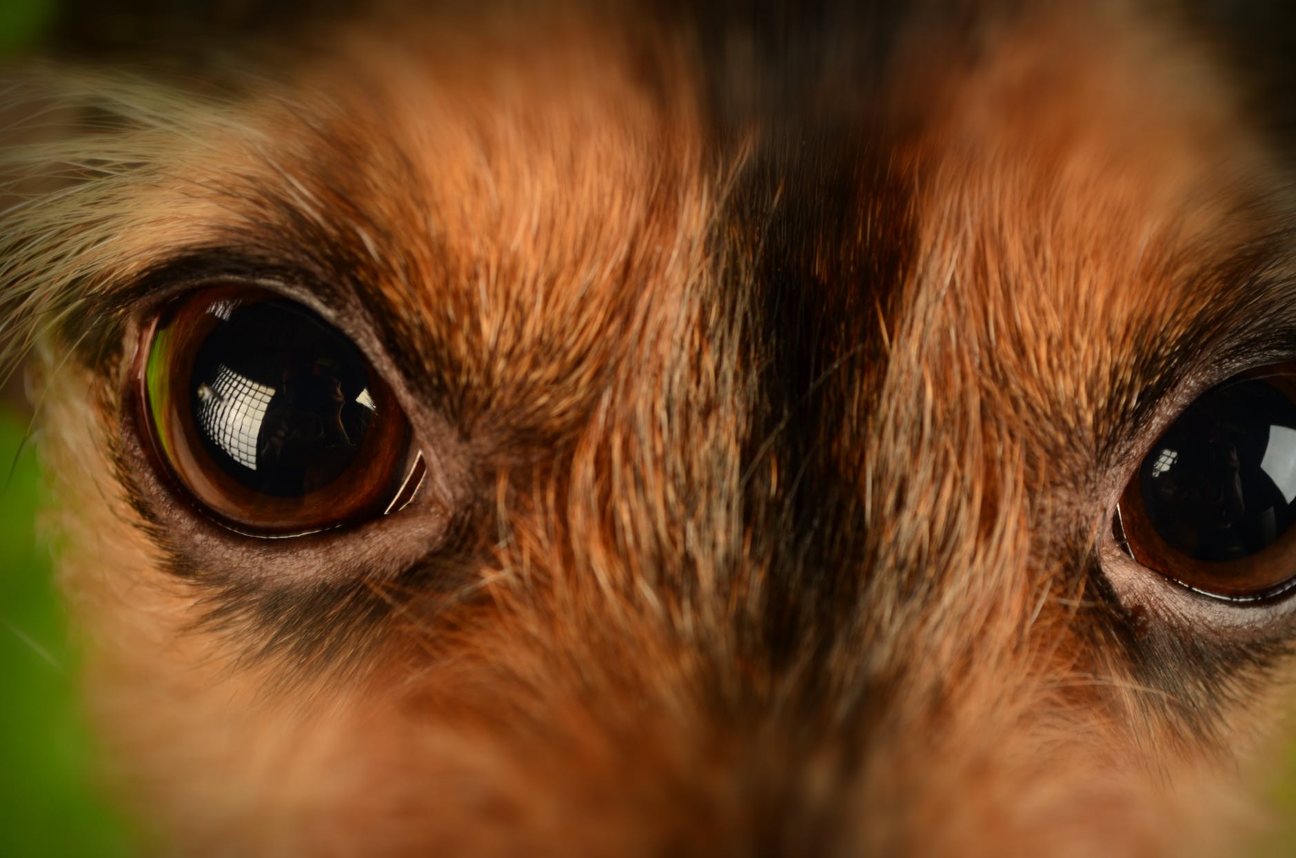 Carnicero colección ladrar El problema de las cataratas en perros - Cómo educar a un cachorro