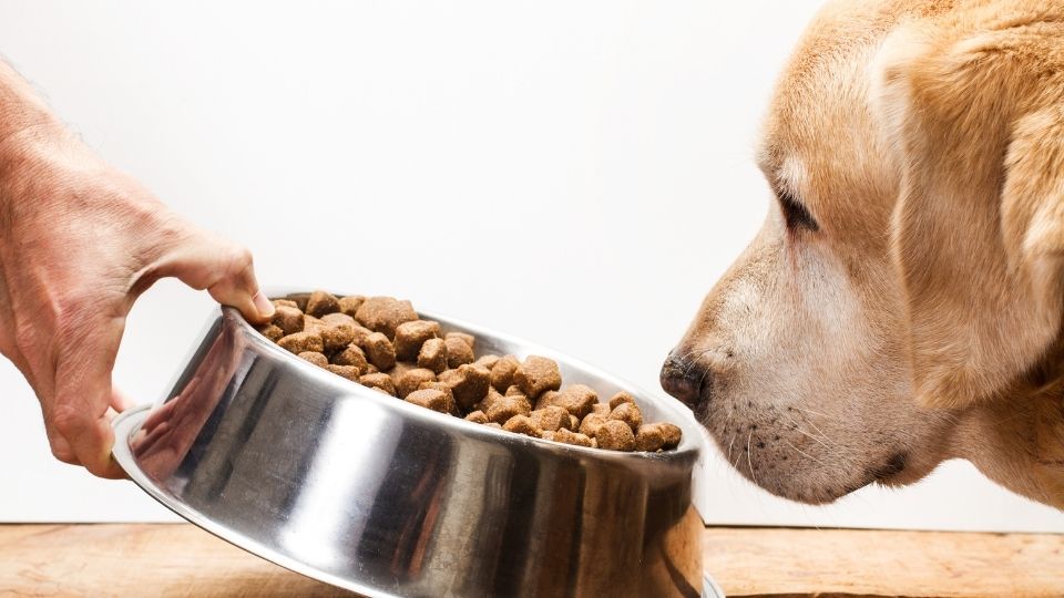 La importancia de ofrecer una buena alimentación a los perros - Cómo educar  a un cachorro