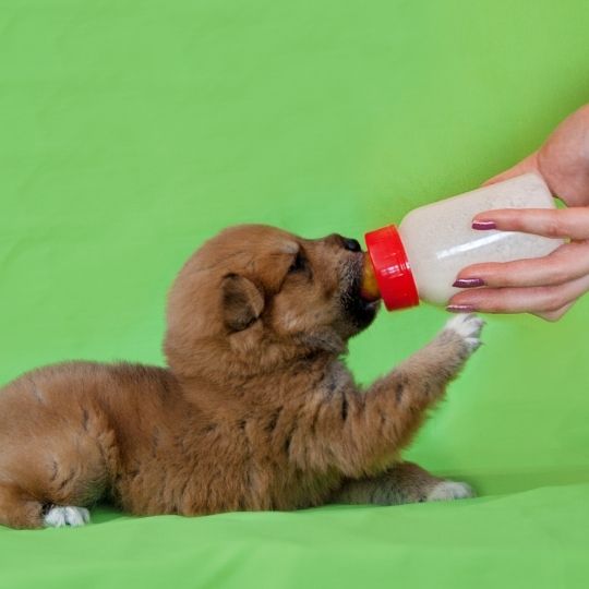 alimentar a un cachorro huérfano
