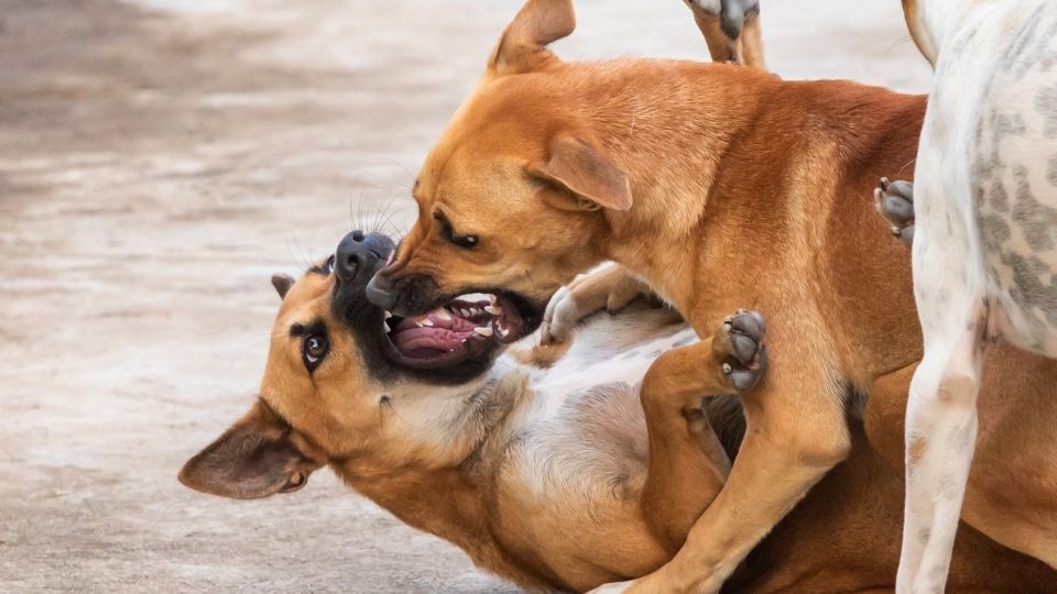 Peleas entre perros: origen cómo evitarlas - Cómo a un cachorro