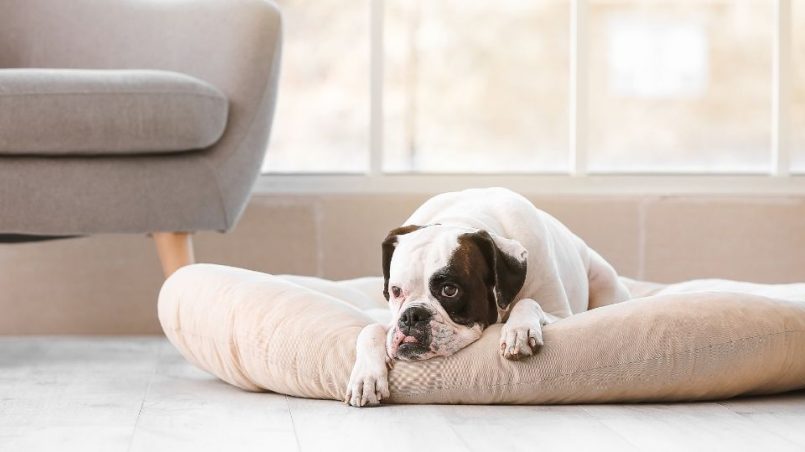 perro se orina en su cama - Cómo educar cachorro