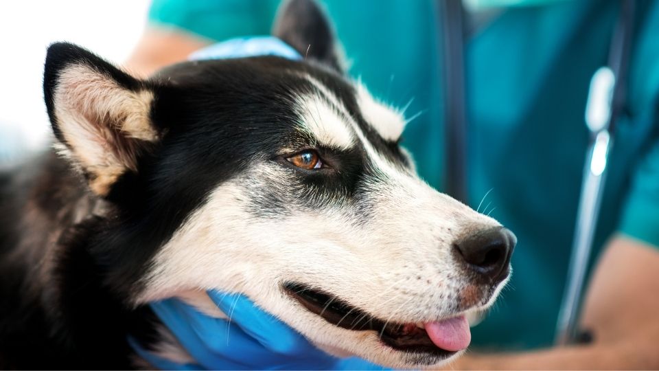 Araña de tela en embudo Pantera lb Abscesos en perros: una infección muy común - Cómo educar a un cachorro