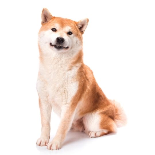 razas de perros japonesas