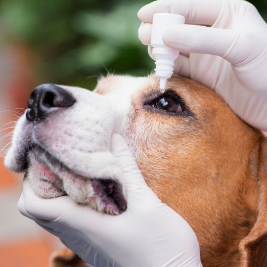 úlceras oculares en perros