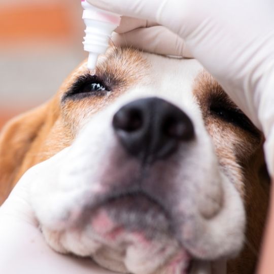 úlceras corneales en perros