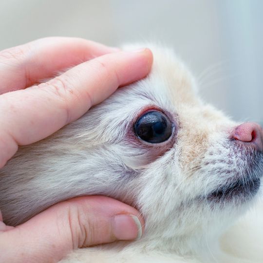 queratoconjuntivitis seca en perros