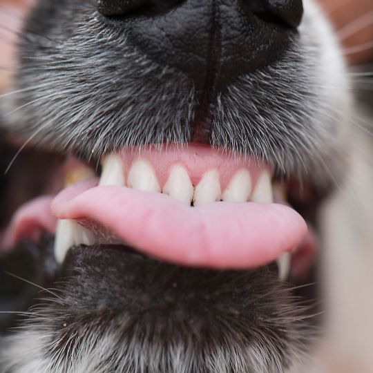 dientes del perro