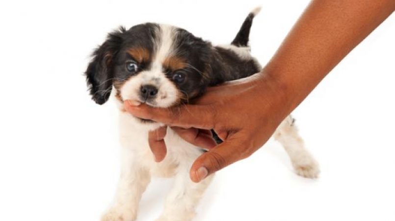 picar acoso Puntualidad Cómo educar a tu cachorro a no morder - Cómo educar a un cachorro
