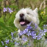 aromaterapia en perros