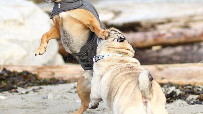 cómo evitar una pelea entre perros