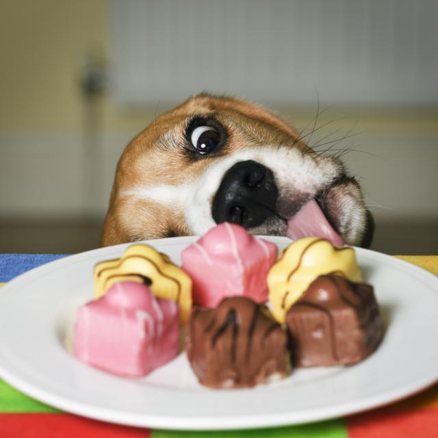 Resultado de imagen para perros comiendo dulces