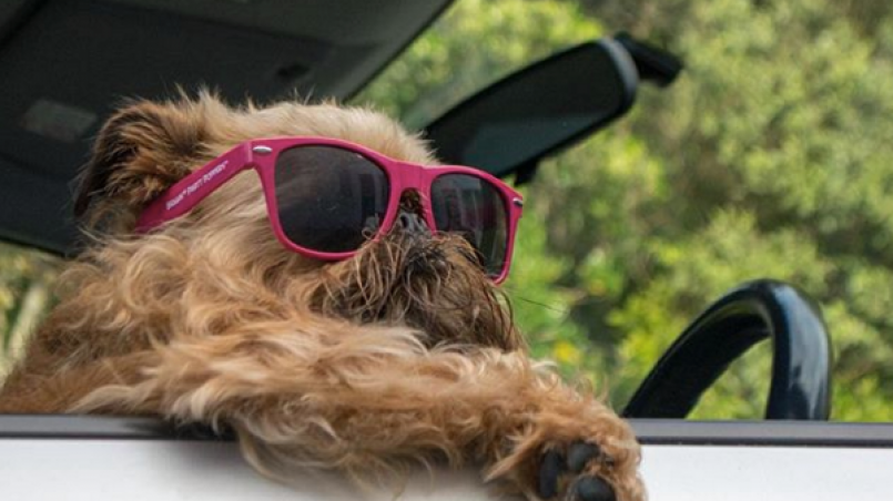 por qué perros sacan cabeza por ventanilla de coche
