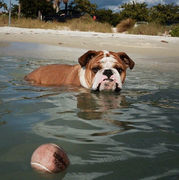 razones por las que un perro debe nadar