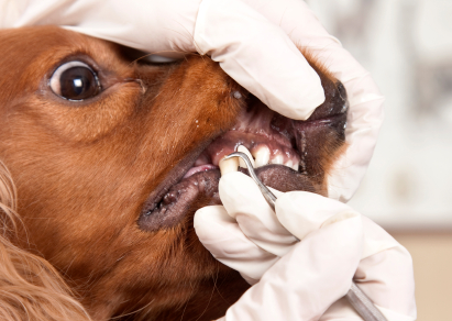 La caída dientes en el cachorro Cómo educar un cachorro