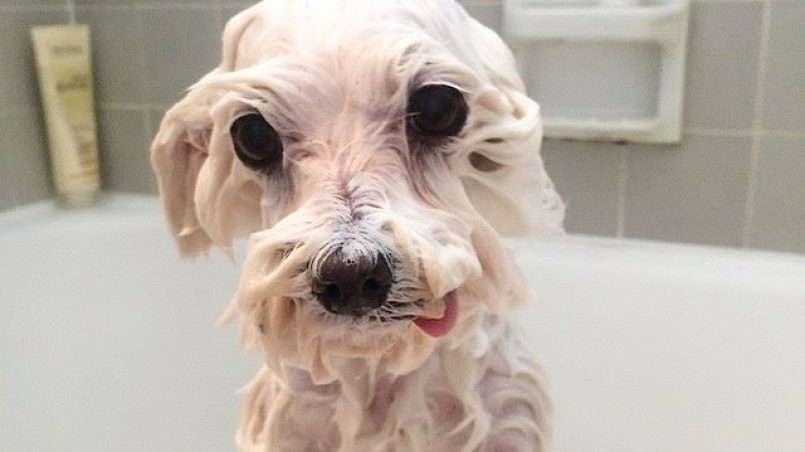 perro se vuelve loco tras el baño