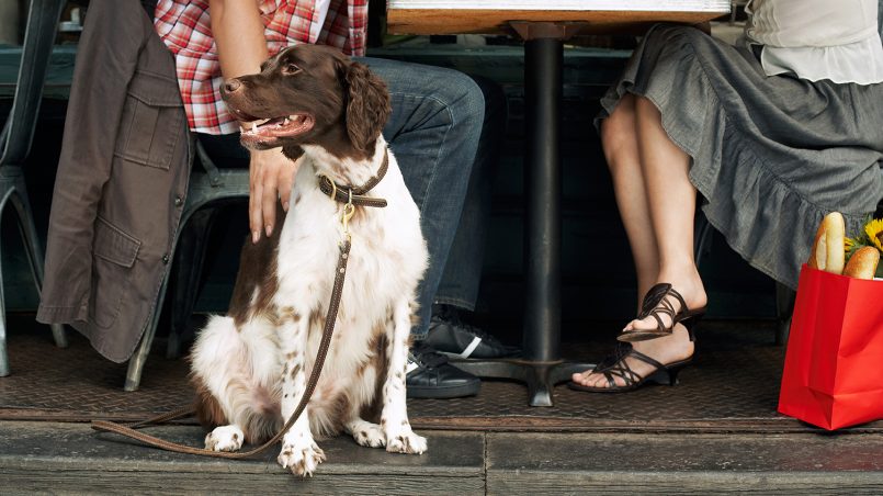 salir de terrazas y restaurantes con tu perro