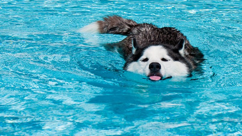 perros y piscinas