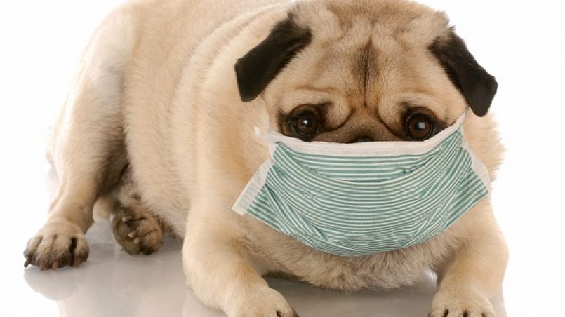 alergia a limentaria en perros