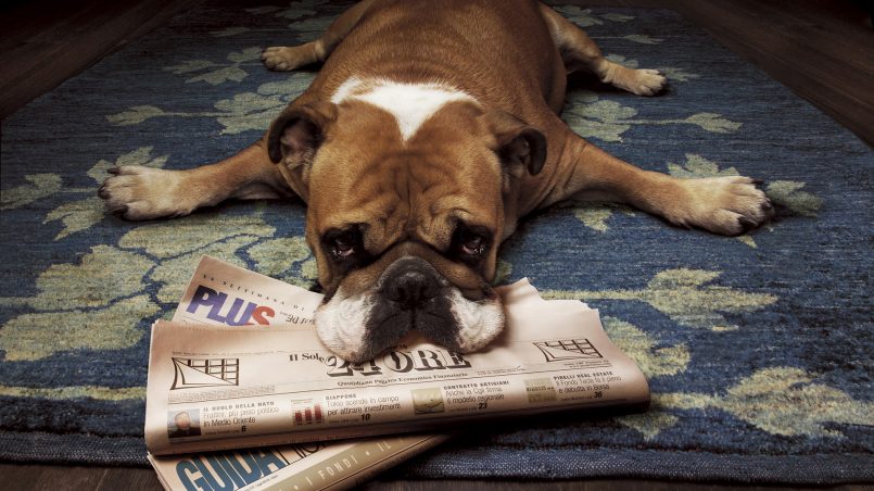 educar a un perro con periódico