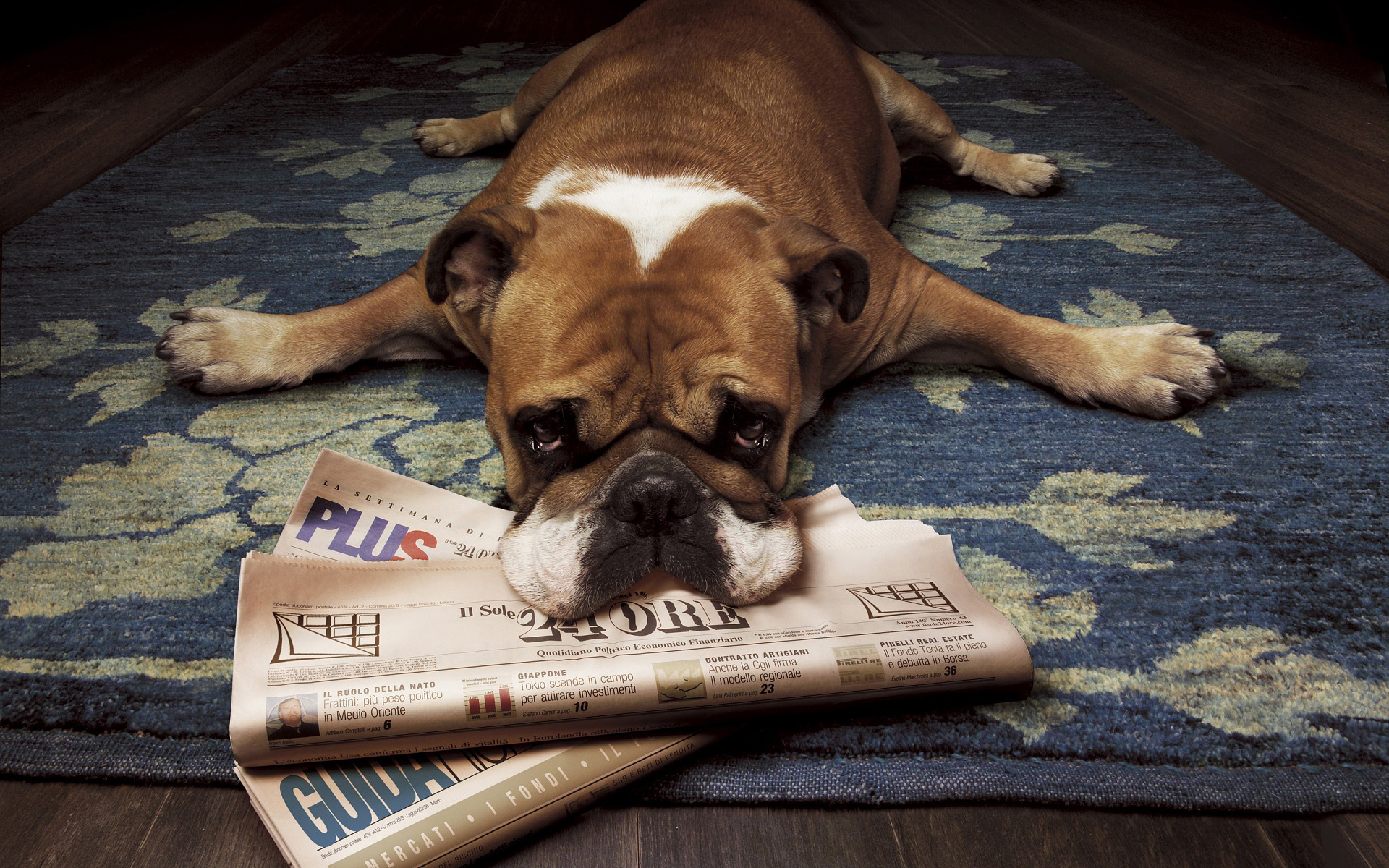 educar a un perro con periódico