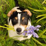 peligros de la primavera en perros