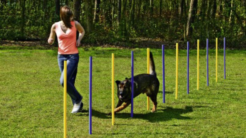 Adición Restringido Disparates Cómo hacer agility en tu jardín con tu perro - Cómo educar a un cachorro