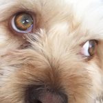 problemas y enfermedades en los ojos de los perros