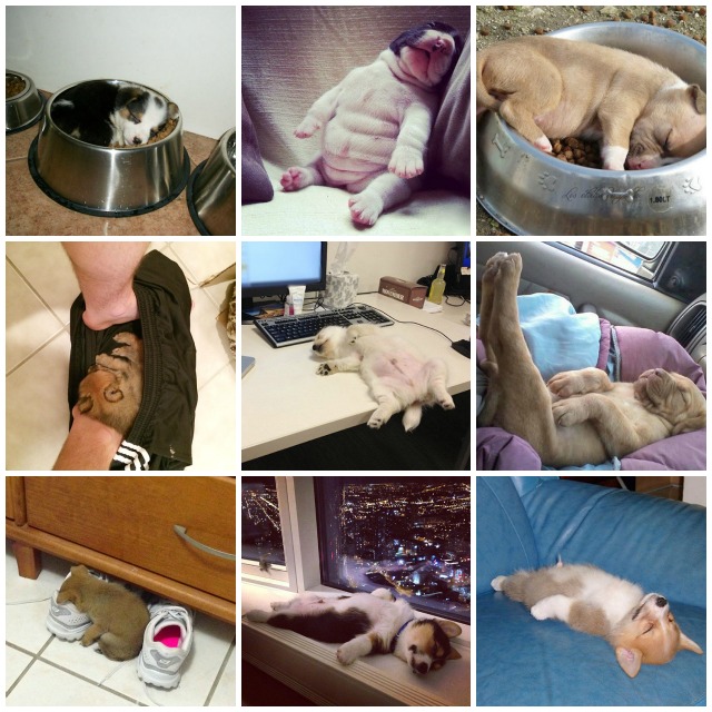 cachorros que duermen en cualquier sitio