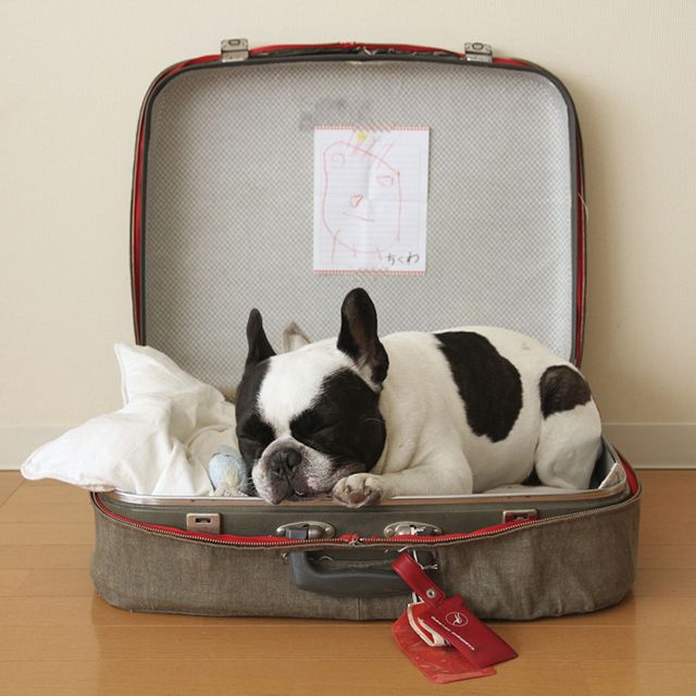 maletas recicladas como camas para perros
