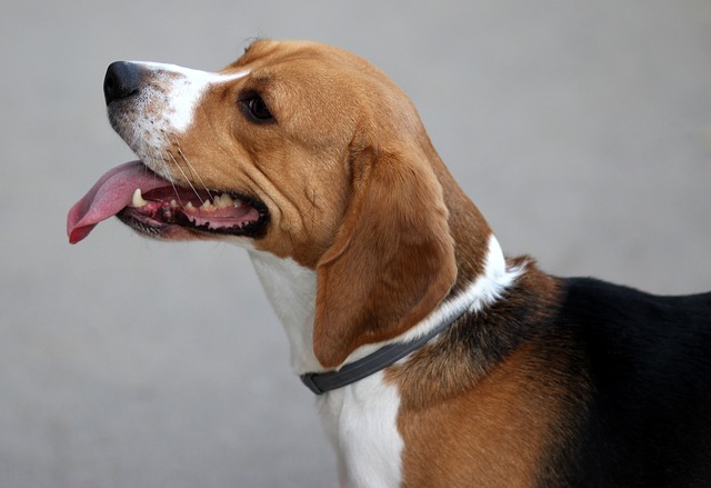 epilepsia en el beagle