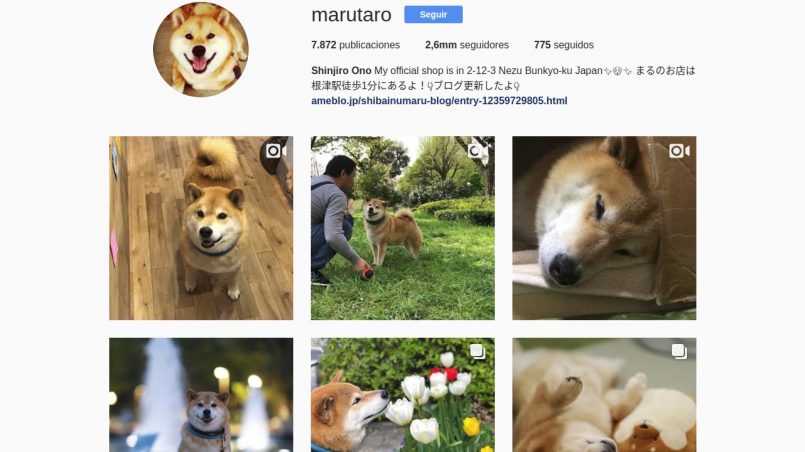 cómo crear una cuenta de Instagram para perro